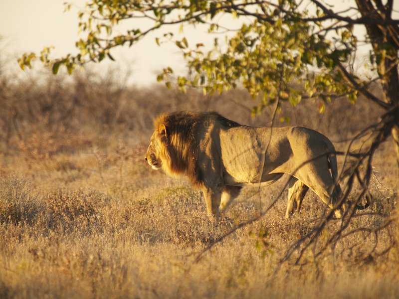 Etosha National Park, Lion